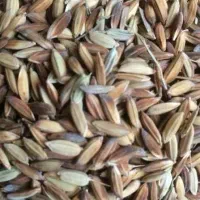 شلتوک نجفی بذری درجه یک