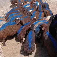 بره نرهاافشار سرخ پلنگی درجه۱ منتظر شماست