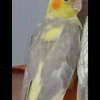 یک عدد عروس هلندی نر دوماهه