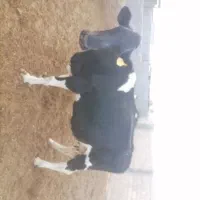 گاو