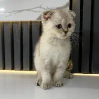 گربه اسکاتیش