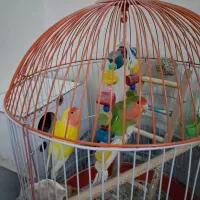 طوطی برزیلی به همراه جوجه