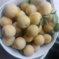 آلو زرد