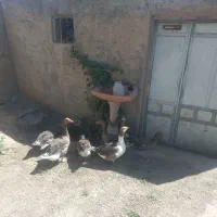 غاز محلی