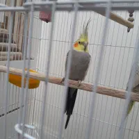 یک جفت عروس هلندی