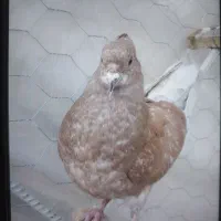 جوجه کبوتر