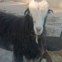 بزغاله نر