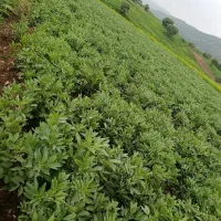 درو باقلا
