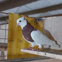 طوقی گرگی زاغ دم سفید تضمینی