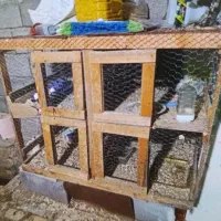 قفس مرغ و جوجه