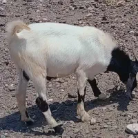 کهره و بره شیر فروشی