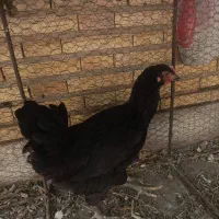 مرغ سیاه رسمی