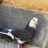 شازده سیاه