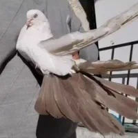 کبوتر دمبی