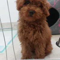 پودل دارک رد اصل