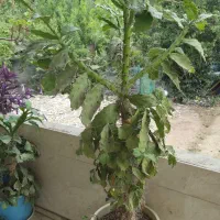 کاکتوس اپونتیا بالغ و ریشه دار