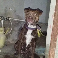 سگ پیت بول مینی