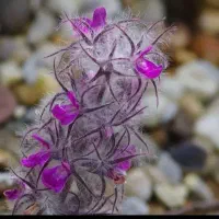 چای کوهی(توکلجه تازه چیده شده امروز)
