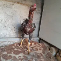 خروس لاری