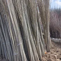 نهال صنوبر ترکیه