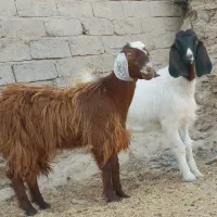 دوتا.بز چتی مری چاق پلواری