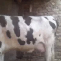گستر گاو باگوساله ماده