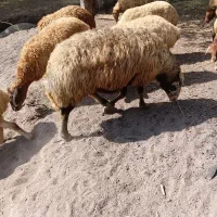 قوچ|حیوانات مزرعه|خلخال, |دیوار