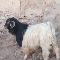 بز نر|حیوانات مزرعه|صومای برادوست, |دیوار