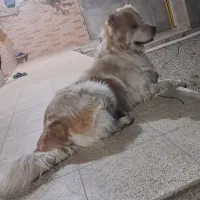 سگ‌فروشی