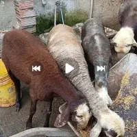 چهارعددگوسفند بروجردی تقلی هرچهارتا دو ماهه ابستن
