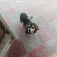 واگذاری سگ تریر