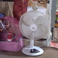 جوجه عروس هلندی گلباقالی