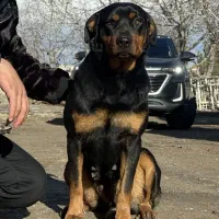 سگ روتوایلر نژاد خالص ماده