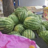 اجاره لاین سبزی در میوه فروشی