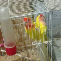 کوتوله،برزیلی،پرسرصدا