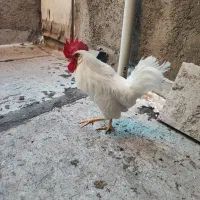 خروس|حیوانات مزرعه|کرج, خرمدشت|دیوار