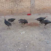 بوغلمون جوان امسالی