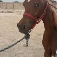 نریون دو سر ۷/۸ ماهه