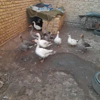 غاز یک ساله