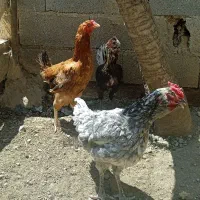 مرغ و خروس
