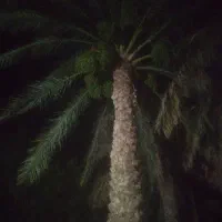 درخت بندی