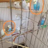 یک جفت مرغ عشق خوشگل با رنگ خاص