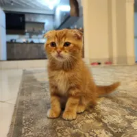 گربه ماده