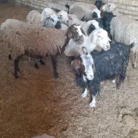 میش