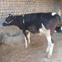 گوساله