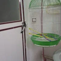 قفس پرنده