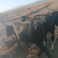 4تا گوساله نر جفتی 700کیلو تقریبا وزنشونه