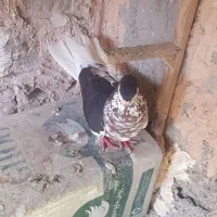 کفتر