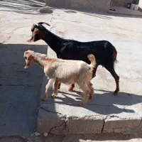 بز کهر دار