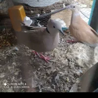 3جفت پرنده خانگی